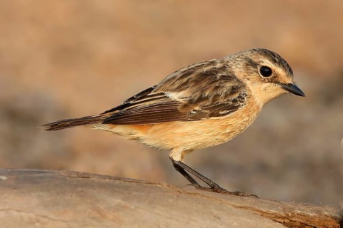 Siberian Stonechat (Saxicola maurus) female, Thailand