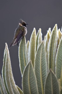 Buffy Helmetcrest (Oxypogon stuebelii) male perched on a leaf, Los Nevados National Park, Colombia