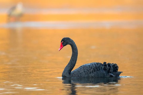 Black Swan (Cygnus atratus), Baden-Wuerttemberg, Germany