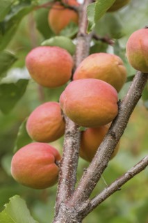 Apricot (Prunus armeniaca 'Anegat'), Schreiber KG tree and vine nursery, Poysdorf, Lower Austria,