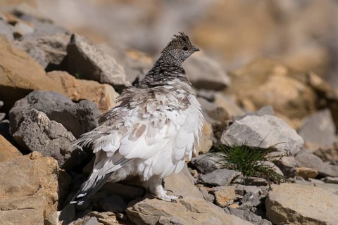 Rock Ptarmigan (Lagopus muta) female, Appenzell Outer-Rhodes, Switzerland