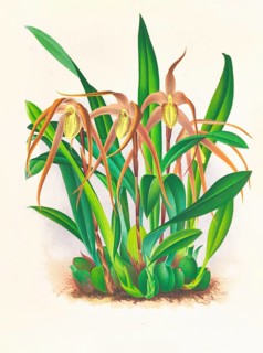 Orchid, Maxillaria longisepala, authentic reproduction of an illustration by Jean Jules Linden