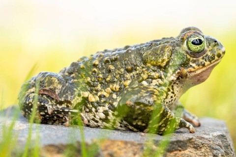 The natterjack toad, Epidalea calamita, is shown in a detailed close-up, highlighting its textured