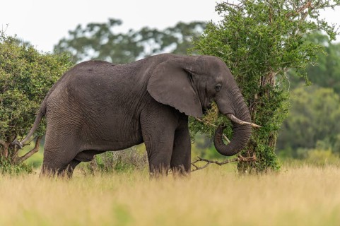 African elephant (Loxodonta africana) in the savanna, Kruger National Park, South Africa