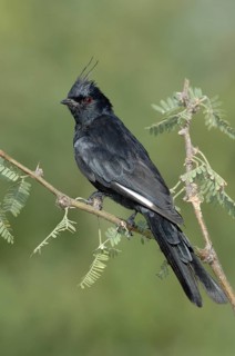 Phainopepla (Phainopepla nitens) male, Arizona, USA