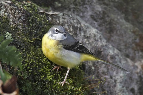Grey Wagtail (Motacilla cinerea), Lower Saxony, Germany
