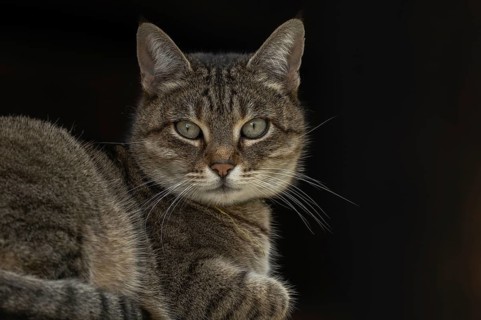 A gray cat is lying on a piece of furniture. He's looking straight ahead. The light is dimmed and