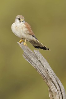 Nankeen Kestrel (Falco cenchroides), South-western Australia, Australia