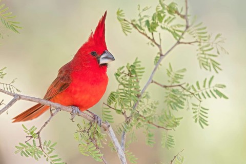 Vermilion Cardinal (Cardinalis phoeniceus) perched on a branch in Colombia, South America