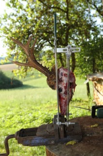 European roe deer (Capreolus capreolus) Roebuck trophy processing, Lower Austria, Austria