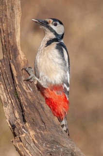 A bird with red and black feathers sits on a branch. Great Spotted Woodpecker (Dendrocopos major) .