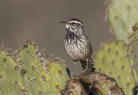 Cactus Wren (Campylorhynchus brunneicapillus), Arizona, USA