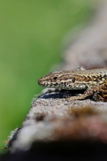 Wall lizard (Podarcis muralis), European wall lizard, in a vineyard, portrait, reptiles, animals,