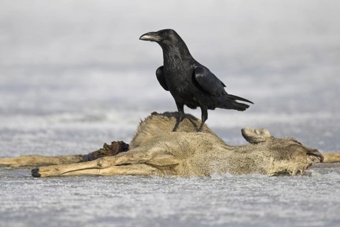 Northern Raven (Corvus corax), Lower Saxony, Germany