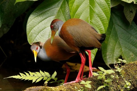 Grey-necked Wood Rail (Aramides cajaneus), Costa Rica