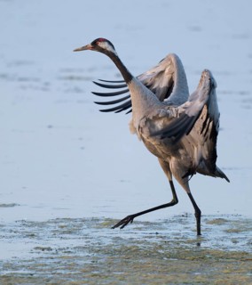 Crane (Grus grus) standing with open wings in the shallow water zone of a lake, Lower Saxony,