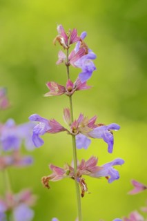 Common sage (Salvia officinalis) flowering, spice and medicinal plant, North Rhine-Westphalia,