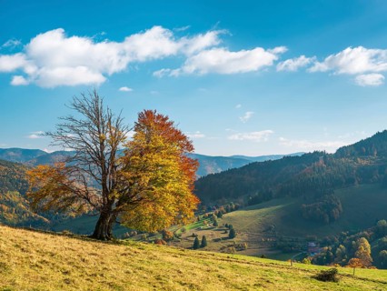 Old solitary willow beech in a meadow in autumn under blue sky, Black Forest, Baden-Württemberg,