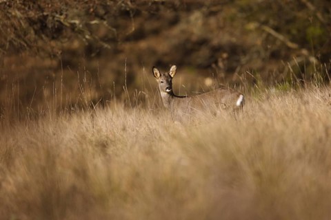 A graceful roe deer stands alert in a wild open field, blending with the natural surroundings. Its