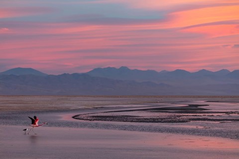 A Chiliean flamingo takes off as the sun sets over the Atacama Desert in Chile. Canon 5DsR, Sigma