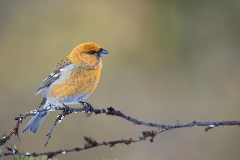 Pine Grosbeak (Pinicola enucleator) female perched on a branch, Lapland, Finland