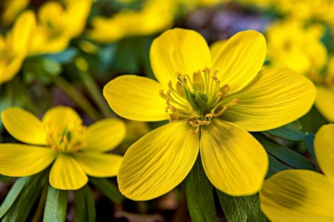 Close-up of a yellow spring flower, strong focus on flower details, blooming winter aconites