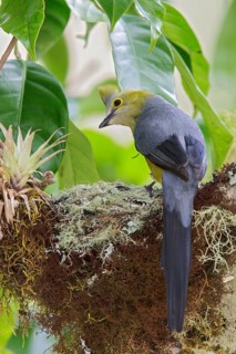 Long-tailed Silky Flycatcher (Ptilogonys caudatus) perched on a branch at its nest in Costa Rica