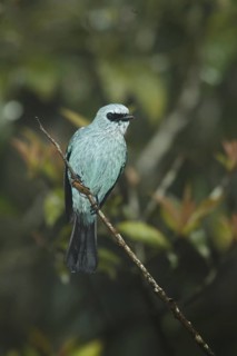 Verditer Flycatcher (Eumyias thalassinus), Fraser's Hill, Malaysia