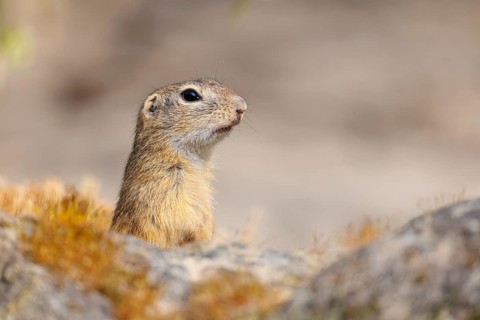 A fully grown European ground squirrel (Spermophilus citellus) sits in rocky terrain on a sunny