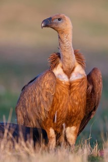 Griffon Vulture, Eurasian Griffon Vulture, Griffon Vulture, Eurasian Griffon, (Gyps fulvu), Vautour