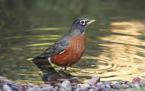 American Robin (Turdus migratorius) male, Saskatchewan, Canada