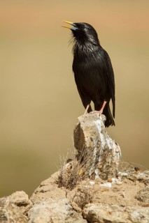 Spotless Starling (Sturnus unicolor) calling from a stone, Castile-La Mancha, Spain