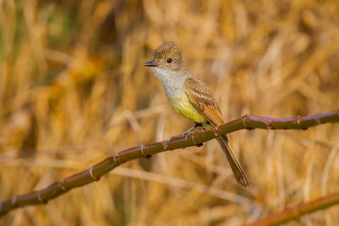 Nutting's Flycatcher Myiarchus nuttingi inquietus El Tuito, Jalisco, Mexico 14 June Adult