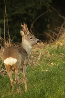 Roe deer (Capreolus capreolus) six-antlered buck in winter coat at the edge of a forest, Lower