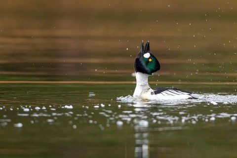 Courting goldeneye (Bucephala clangula), Ahlhorn, Lower Saxony, Germany