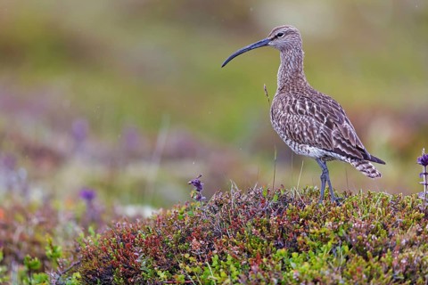 Whimbrel, Animals, Birds, (Numenius phaeopus), Norðurþing, Húsavík, Iceland