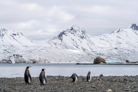 King penguins (Aptenodytes patagonicus) and gentoo penguins (Pygoscelis papua) standing on a pebble