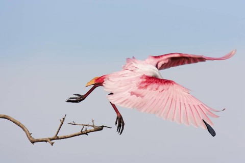 Roseate Spoonbill (Platalea ajaja), Texas, USA