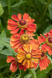 Sunflower (Helenium 'Baudirektor Linne'), RHS Garden Bridgewater, Great Britain