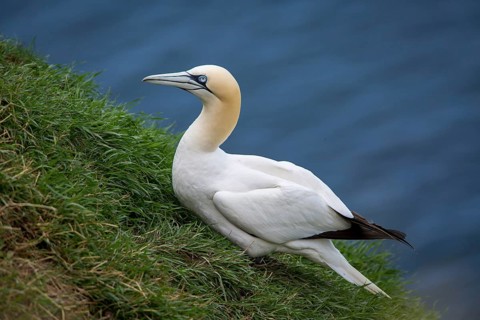 Northern Gannet (Morus bassanus), on cliff, East Yorkshire, United Kingdom
