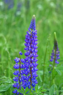 Large-leaved lupin, also known as perennial lupin (Lupinus polyphyllus), blue flower on a wild