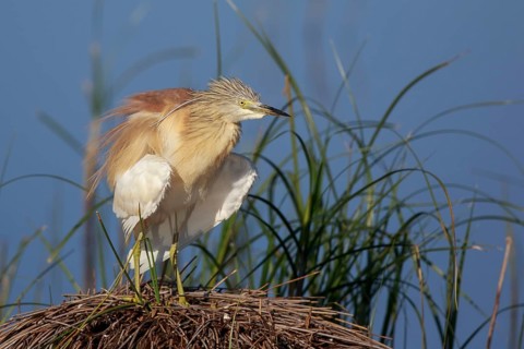 Squacco Heron (Ardeola ralloides), Greece