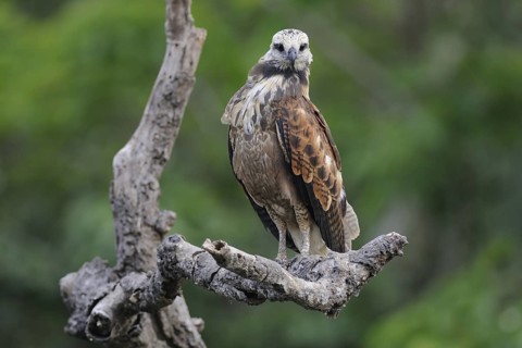 Black-collared Hawk (Busarellus nigricollis), Pantanal, Brazil