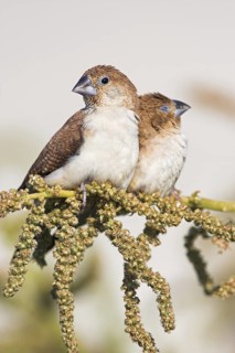 African Silverbill (Euodice cantans), Oman