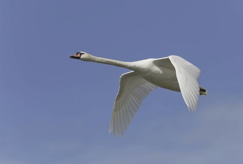 Mute Swan (Cygnus olor) flying, Saxony, Germany