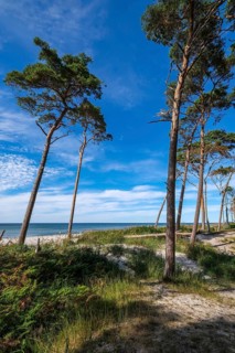Born am Darß, Fischland-Darß-Zingst, Mecklenburg-Vorpommern, Germany, Pine forest in the dunes on