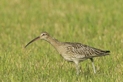 Eurasian Curlew (Numenius arquata), Germany