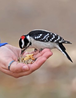 Downy Woodpecker (Dryobates pubescens) male, Saskatchewan, Canada