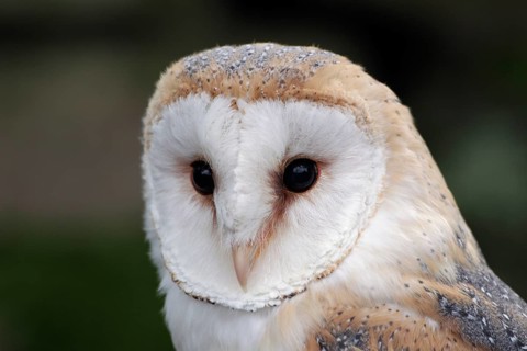 Schleiereule; lat. Tyto alba; Kopfportrait von vorn