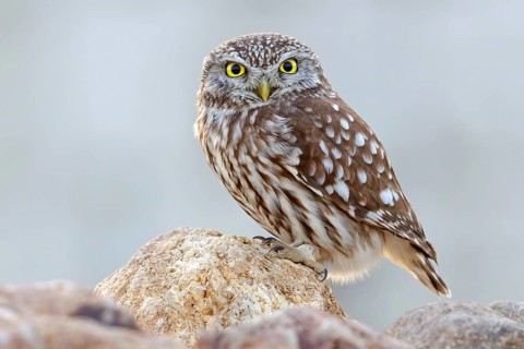 Little owl, Athene noctua, Lesbos, Greece
